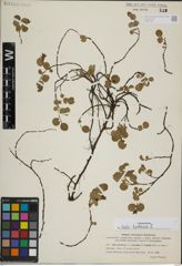 Foto von Salix herbacea L.